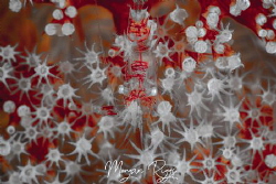 Can you see meeeee by Morgan Riggs 